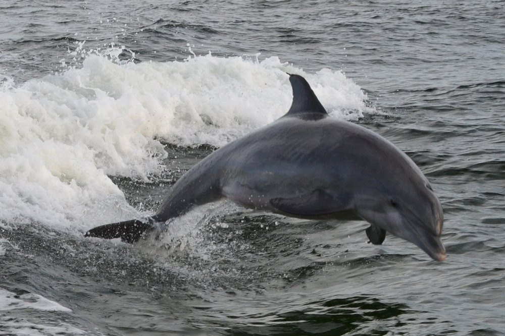 Private Dolphin And Snorkeling Tours Quebec City