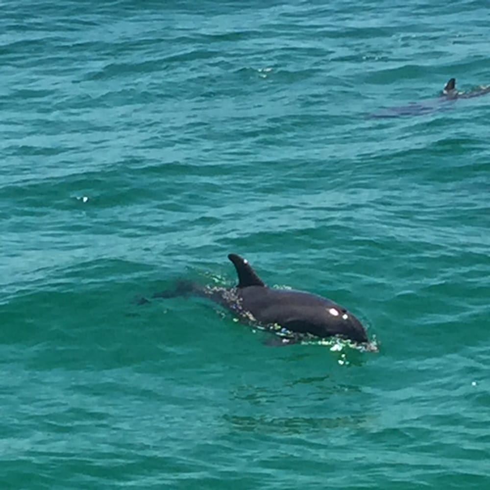 Private Dolphin Tours Marco Island