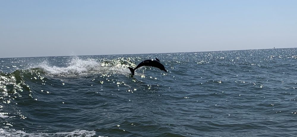What is the best time of year to see dolphins in Florida