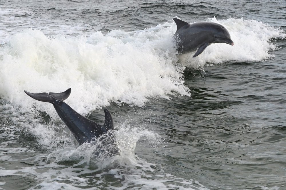 Can u swim with dolphins in Destin