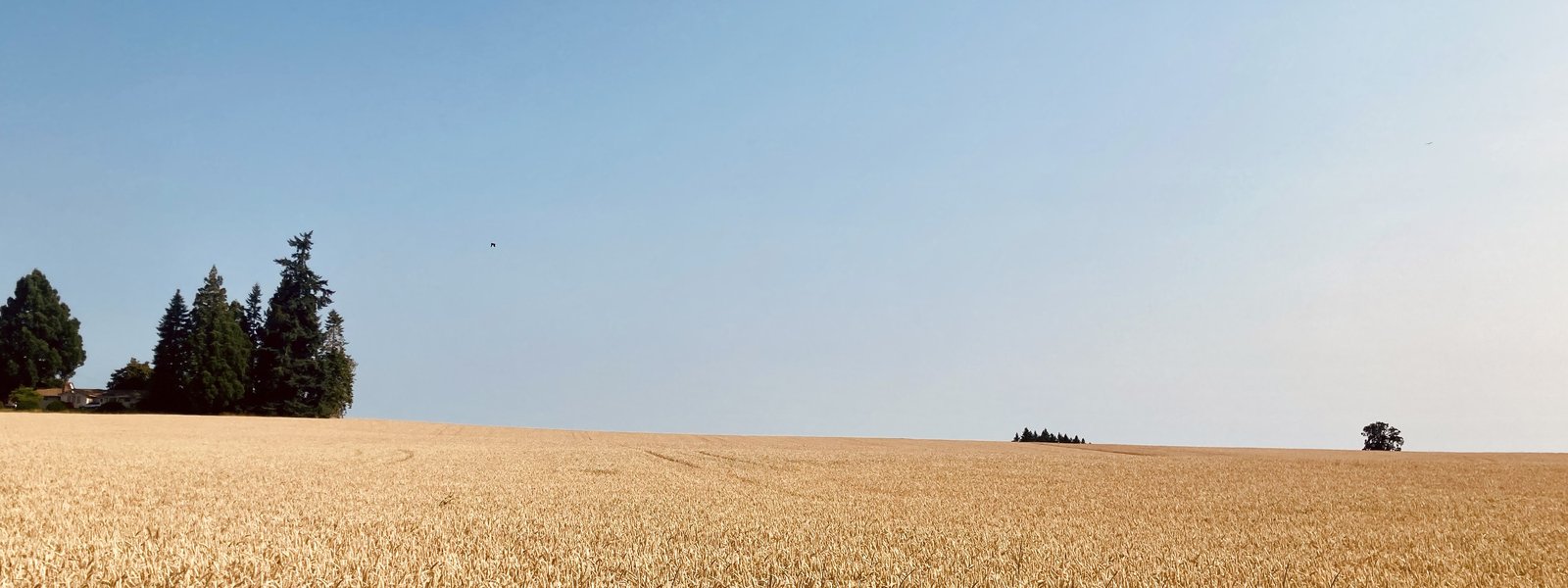 Farm in western Oregon, wheat field