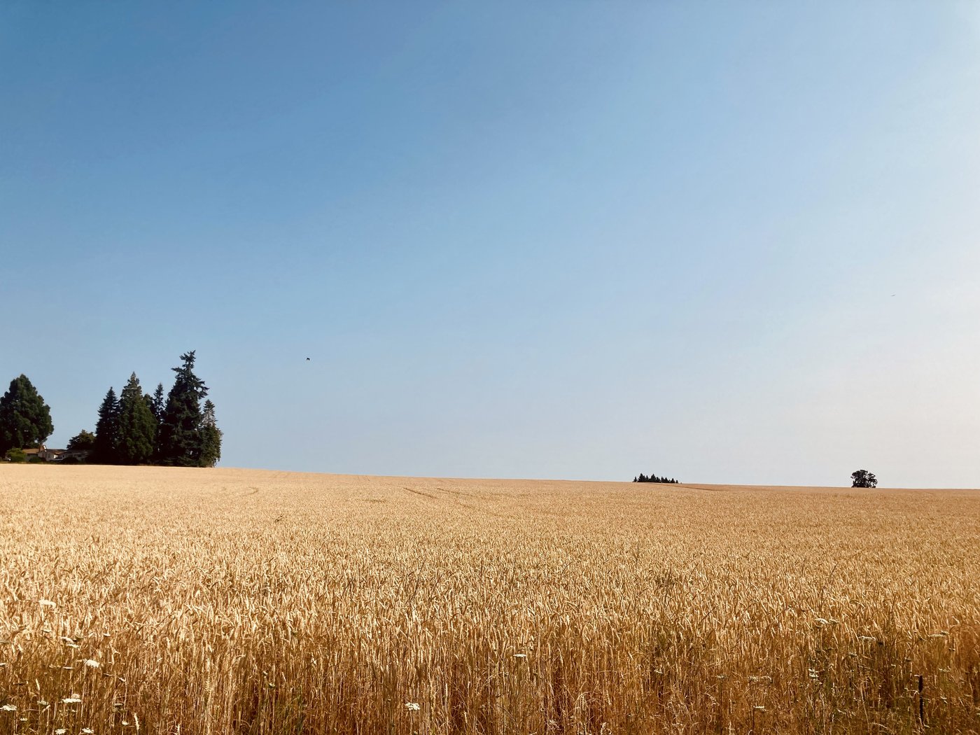 Farm in western Oregon, wheat field