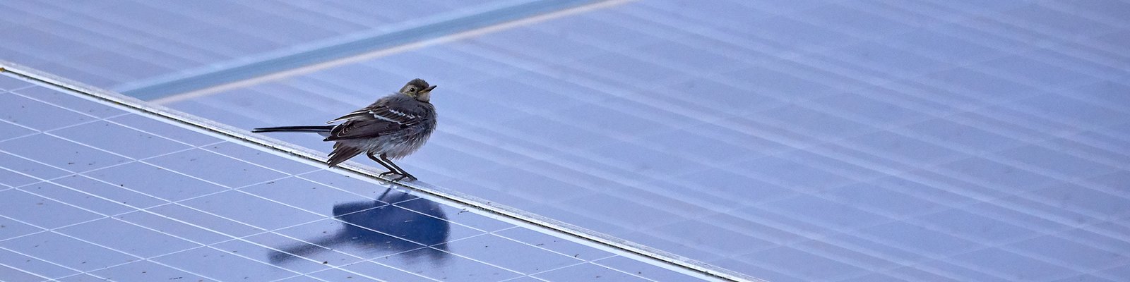 Closeup of a songbird on a solar array