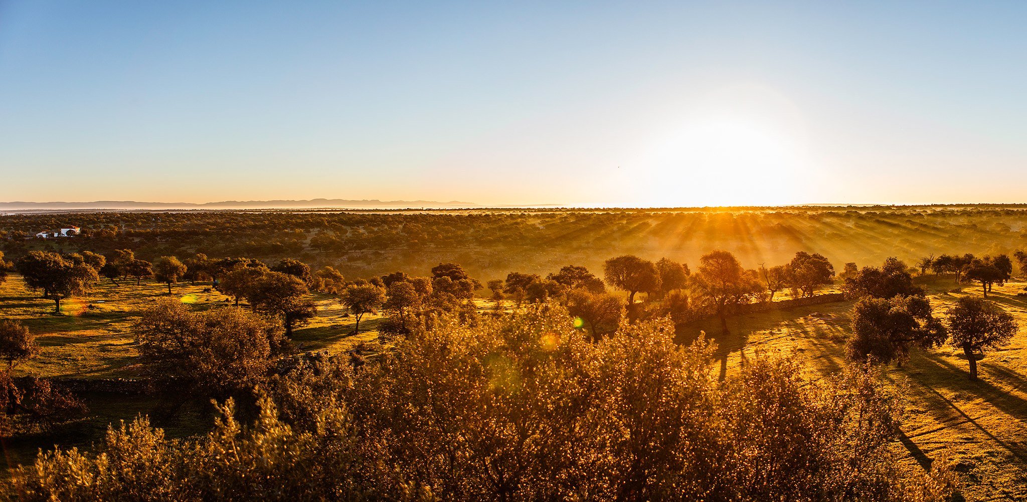 Ibérico pigs free-ranging in the Spanish dehesa