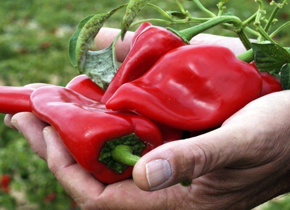 Piquillo Peppers in hand