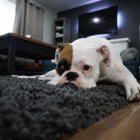 What should I look for when hiring a carpet cleaning company