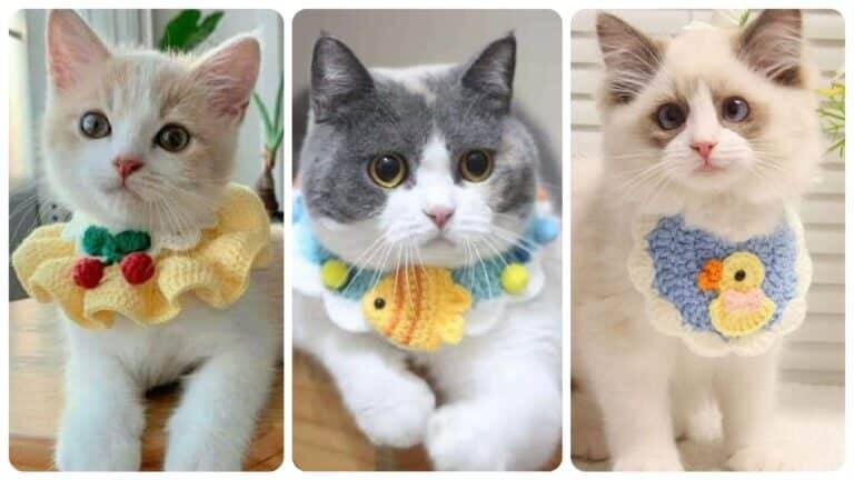 Criando Coleiras de Crochê para Gatos: Um Toque Artesanal de Estilo para Seu Pet