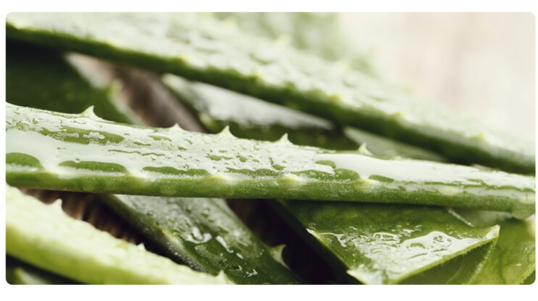 Aloe Vera: O Segredo de Beleza de Cleópatra para uma Pele Jovem
