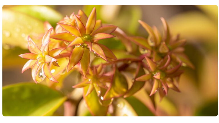 Emagreça Rápido com essa Planta Milagrosa: Descubra a Ora-Pro-Nóbis