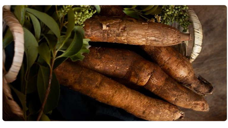 Mandioca: O Super Alimento do Século 21