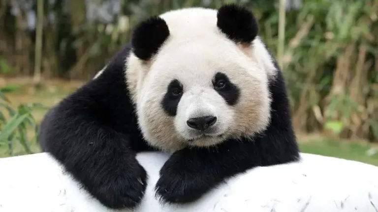 Surreal ! Conheça a Cidade na China tem PANDAS GIGANTES