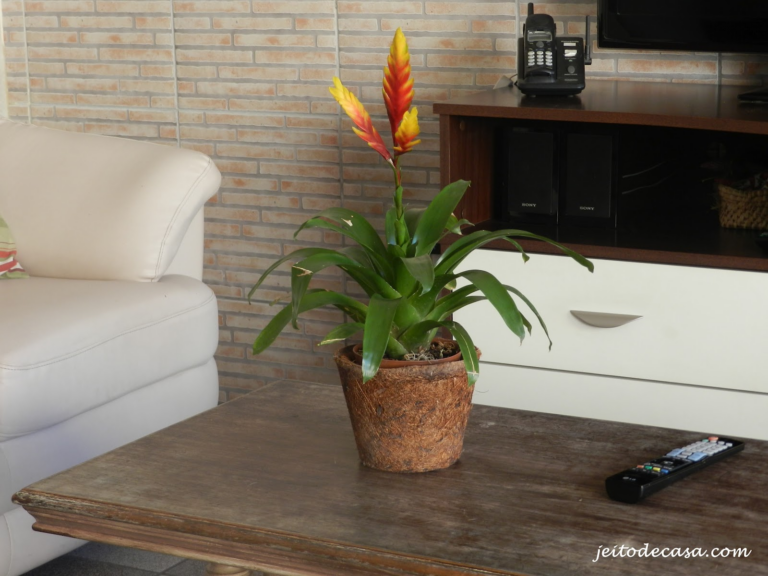 Como Cultivar Bromélias Dentro de Casa