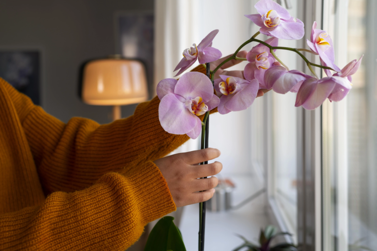 Como Cultivar Orquídeas Dentro de Casa de forma CORRETA