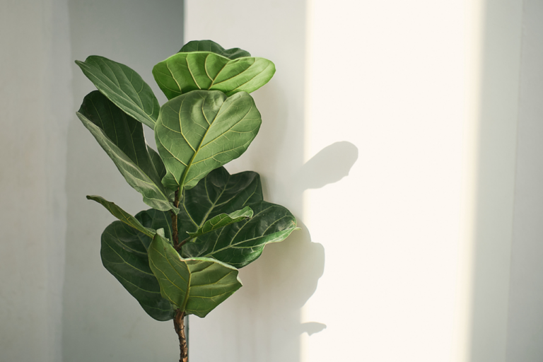 Top 5 Plantas que Mais Liberam Oxigênio Dentro de Casa