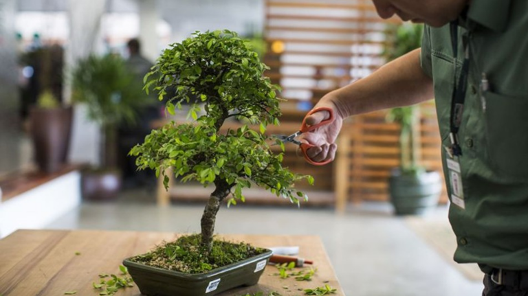Como Cultivar um Bonsai em Casa: Decoração e Sustentabilidade