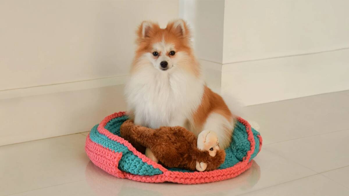 img-destaq-caminha-de-pet-em-croche