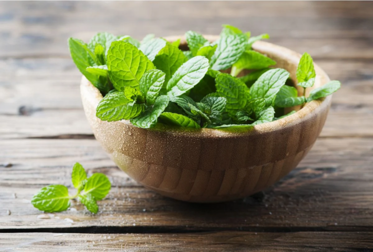 Veja Como Cultivar Hortelã e Quais Seus Benefícios para a Saúde