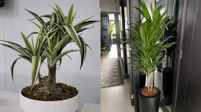 Veja 3 plantas poderosas para purificar o ar, segundo pesquisa