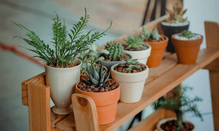 Saiba quais as 7 melhores plantas para cultivar em áreas externas pequenas!