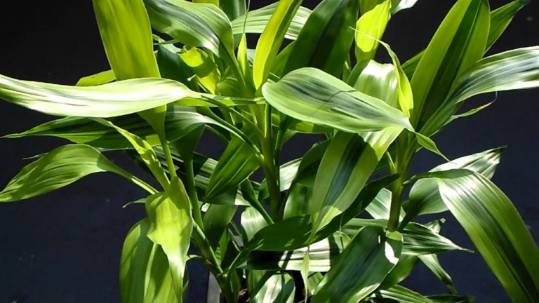 Como Cultivar Dracaena sanderiana (O Bambu da Sorte) em Casa