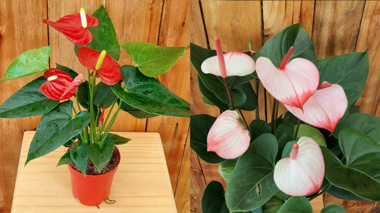 Guia Completo de como Cultivar Antúrios em Casa!