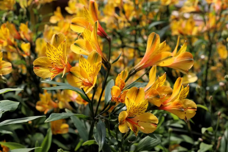 5 tendências lindas de jardinagem e paisagismo para 2025