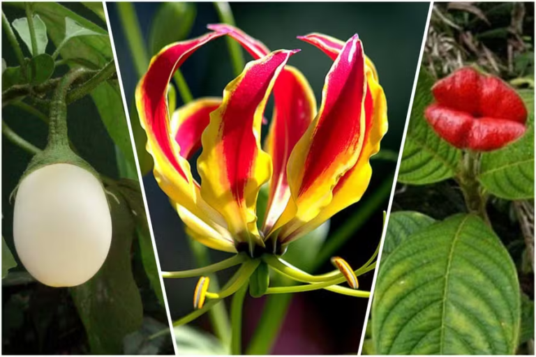 8 plantas exóticas de interior para decorar a sua casa