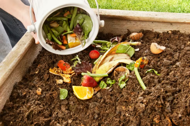 Como Fazer Fertilizante Caseiro para Suas Plantinhas
