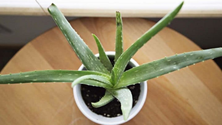 Como Cultivar Babosa em Casa de Forma Fácil