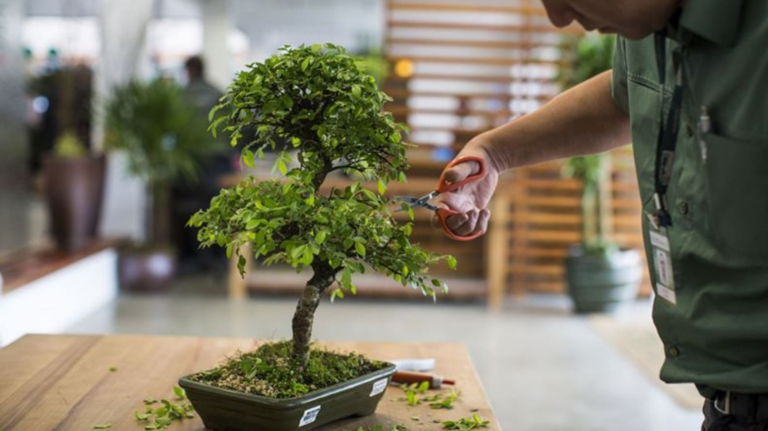 Como Cultivar um Bonsai na sua Casa: Decoração e Sustentabilidade