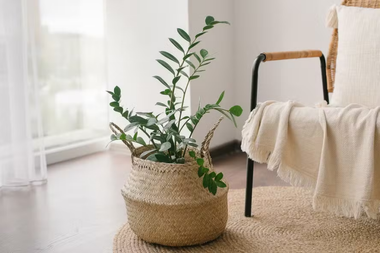 Zamioculca (Planta da Fortuna) é venenosa? Aprenda a cultivar a planta de forma segura
