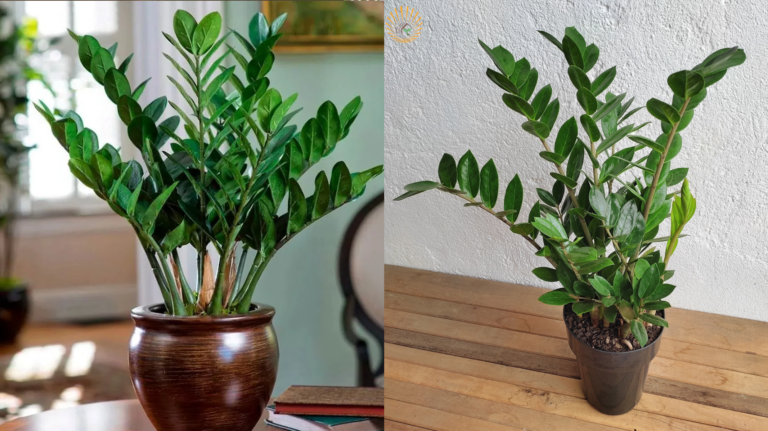 Como Cultivar a Planta da Fortuna (Zamioculca) na sua Casa Sem Dificuldade