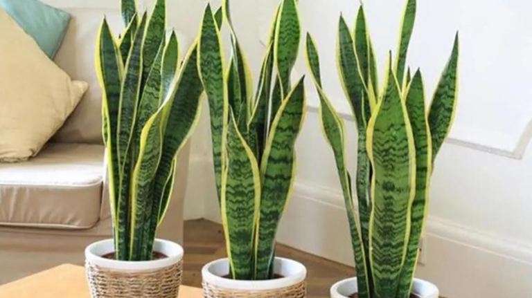 Como Cultivar a Espada de São Jorge (Sansevieria trifasciata) – Uma Planta Exótica e Resistente