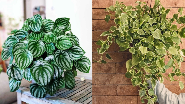 3 Tipos de Peperômia para ter em Casa; Uma Planta Resistente e Fácil de Cuidar