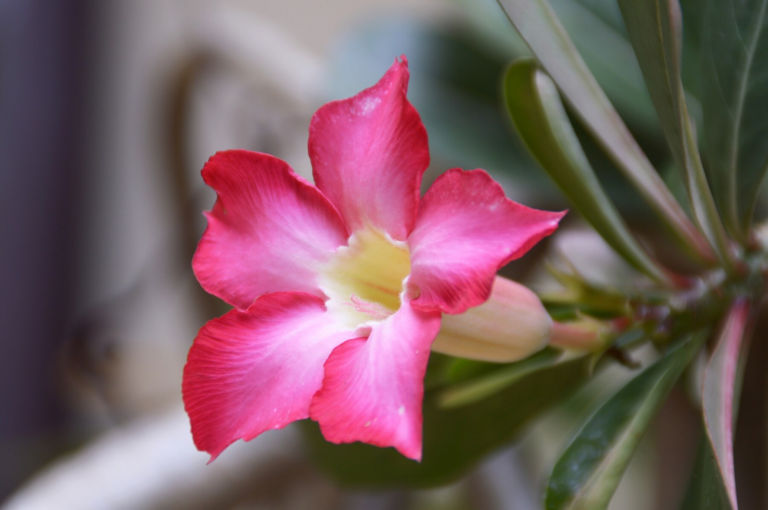 4 Razões para Cultivar Rosa-do-Deserto em Casa