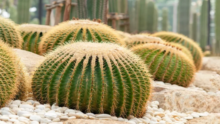 Quer uma Planta Mas Não Tem Tempo para Cuidar Dela? Conheça o Cacto Bola (Echinocactus grusonii)