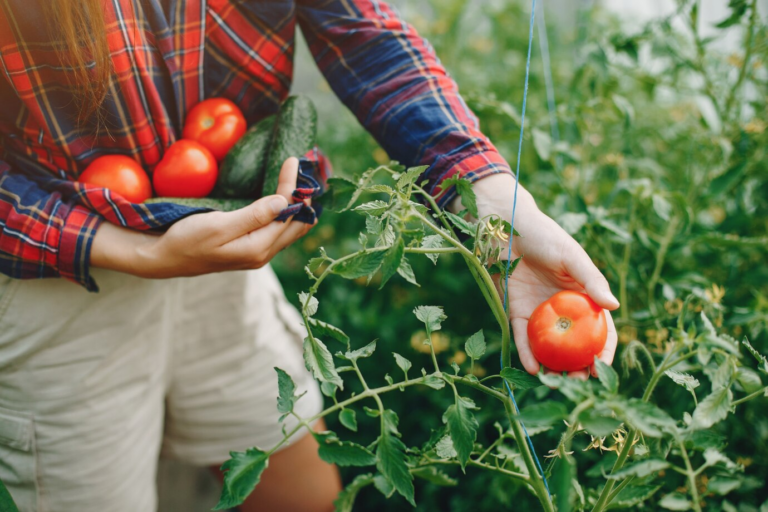 Essas São as Melhores Hortaliças para Plantar em Abril