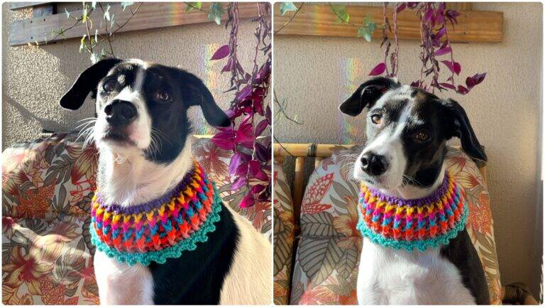 Aprenda a Fazer Gola de Crochê para Pets: Fácil e Encantador