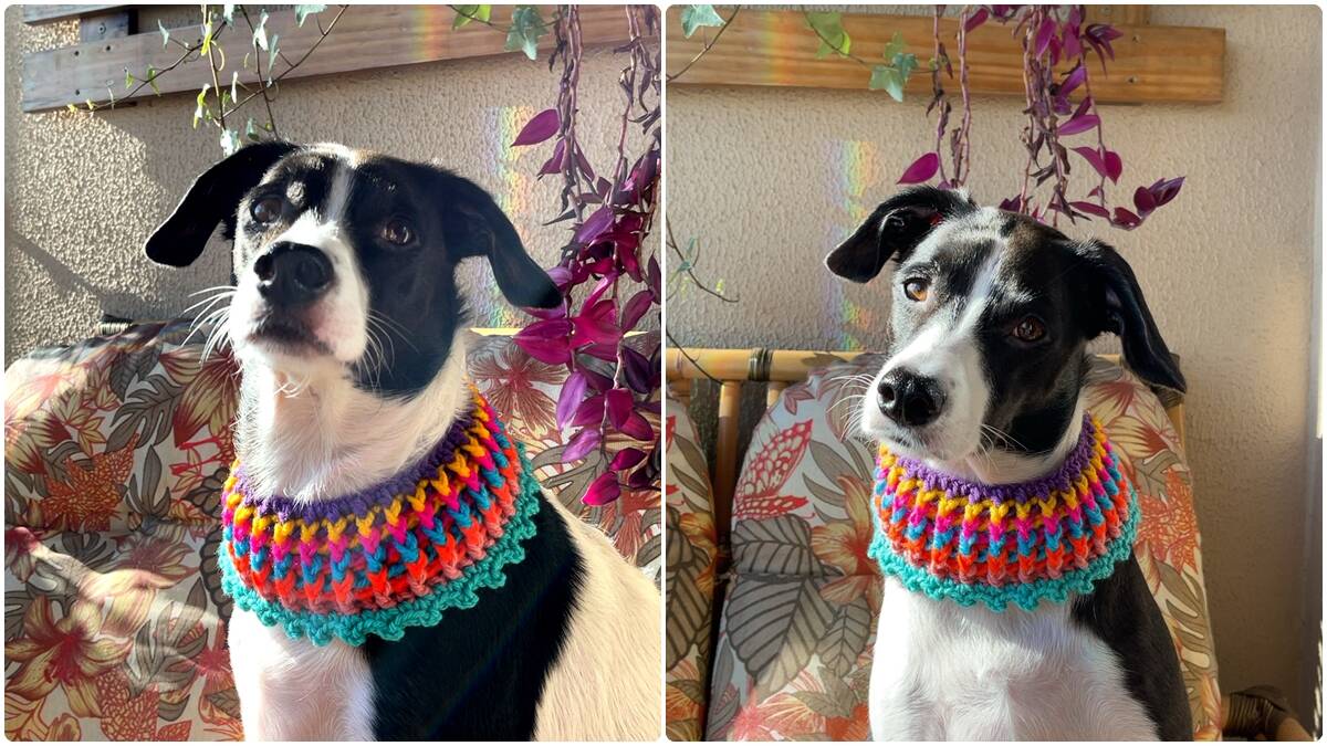 img-desta-gola-de-croche-para-pets