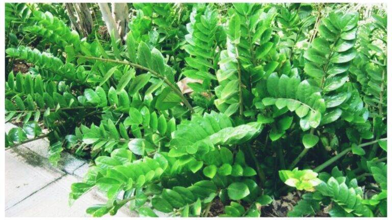 Descubra o truque japonês para regar Zamioculcas e deixar sua planta linda