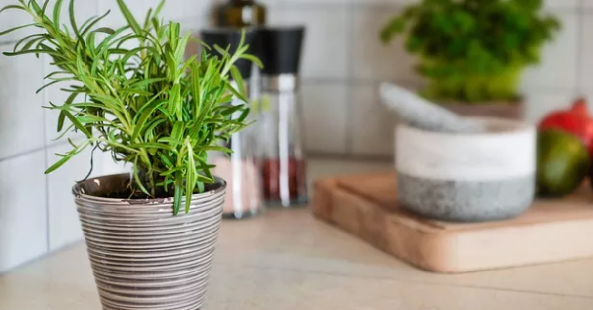 8 Plantas que fazem bem para a saúde e vale a pena ter em casa