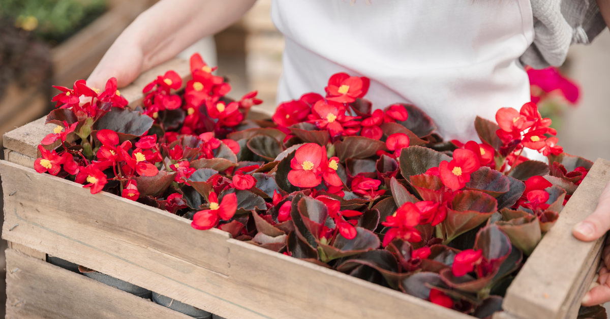 As 3 flores mais belas e resistentes para cultivar dentro da sua casa