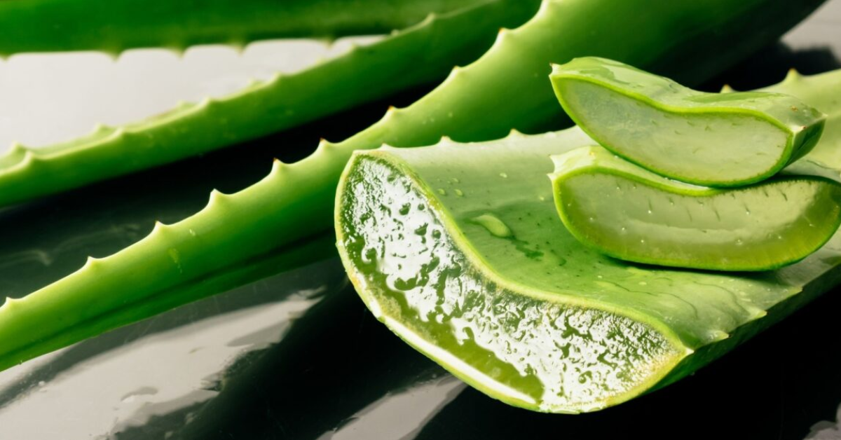 Saiba porque essa planta milenar tem sido recomendada por dermatologistas para cuidados da pele