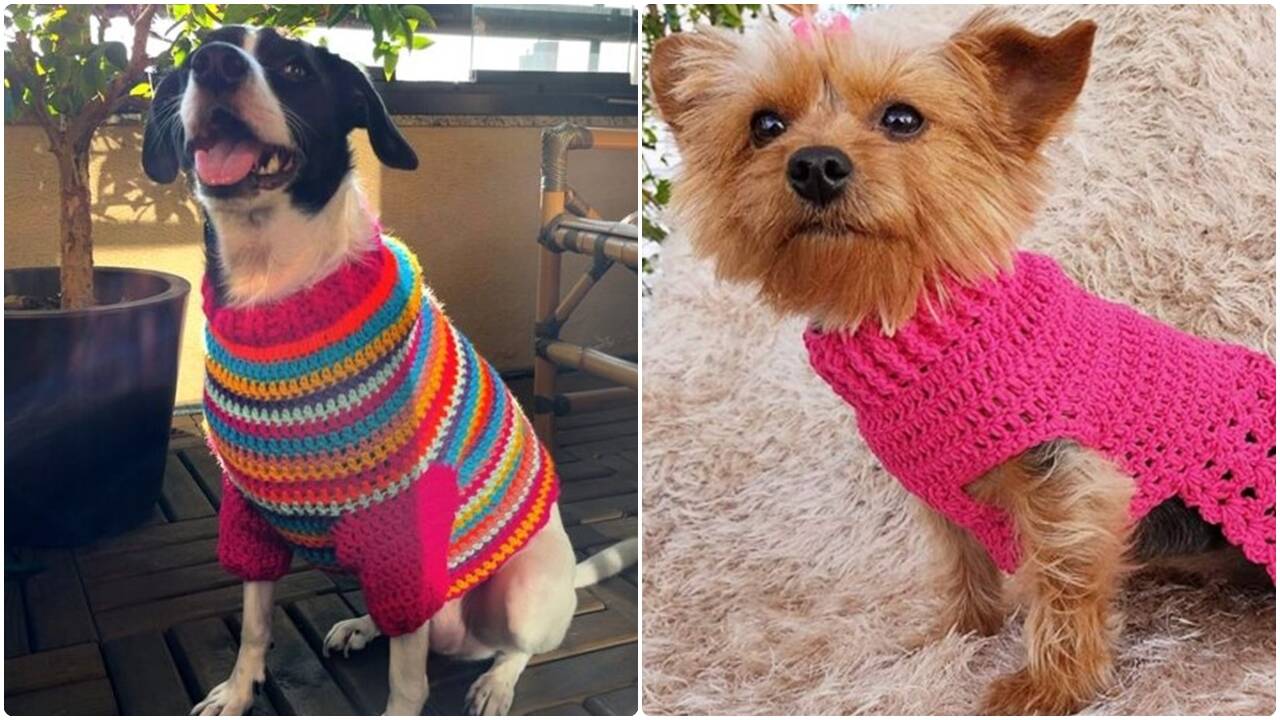 Crochê pet: crie roupinhas charmosas e criativas para inverno!