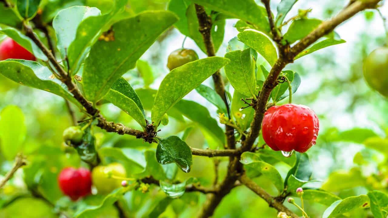 Acerola_1761653764941