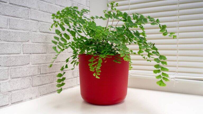 Plantas esquecidas que voltaram à moda na decoração
