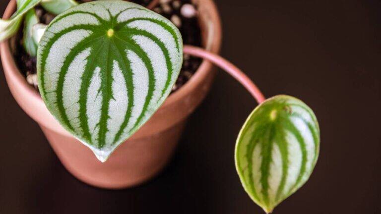 Plantas coloridas que transformam a decoração da sala com estilo natural