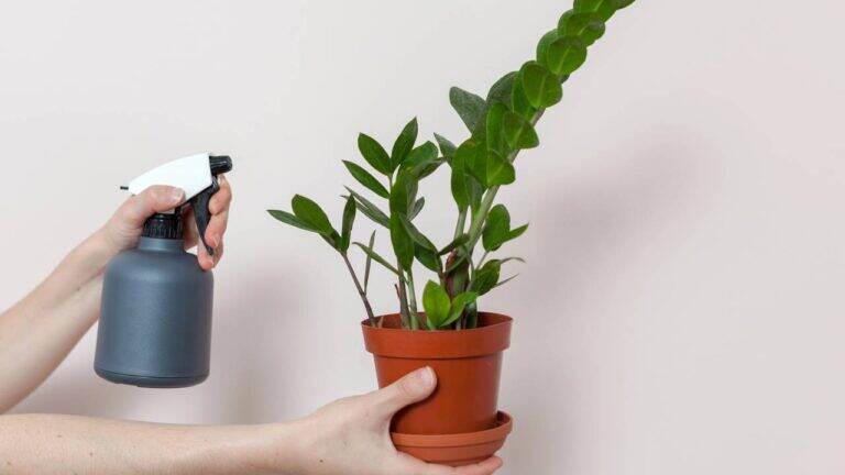5 plantas fáceis de cuidar que purificam o ar e refrescam sua casa no calor