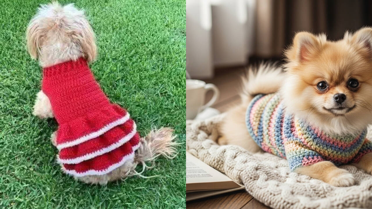 Crochê pet: descubra roupinhas aconchegantes e fofas para cães pequenos