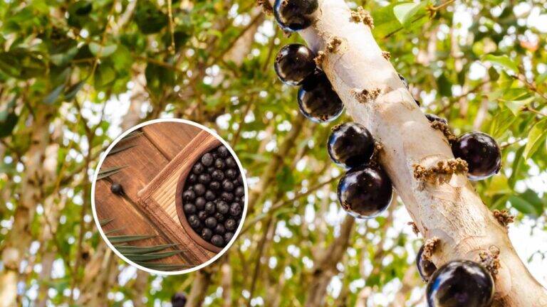 Pé de jabuticaba e frutos de açaí em destaque